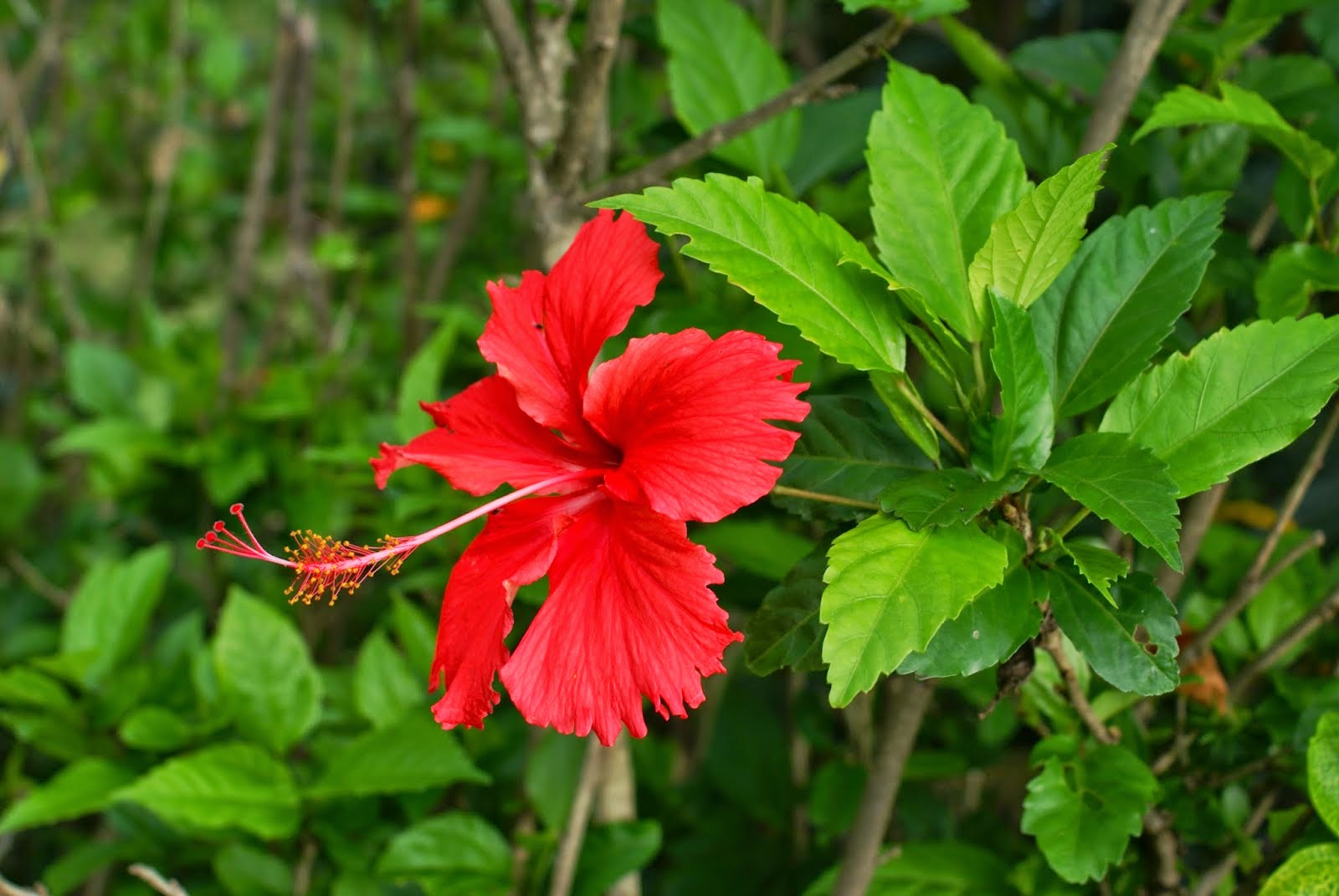 Hoa dâm bụt Hibiskus rosa sinensis Trồng Hoa