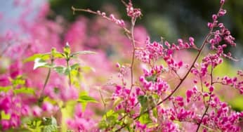 Ngâm thơ cùng hoa Tigon