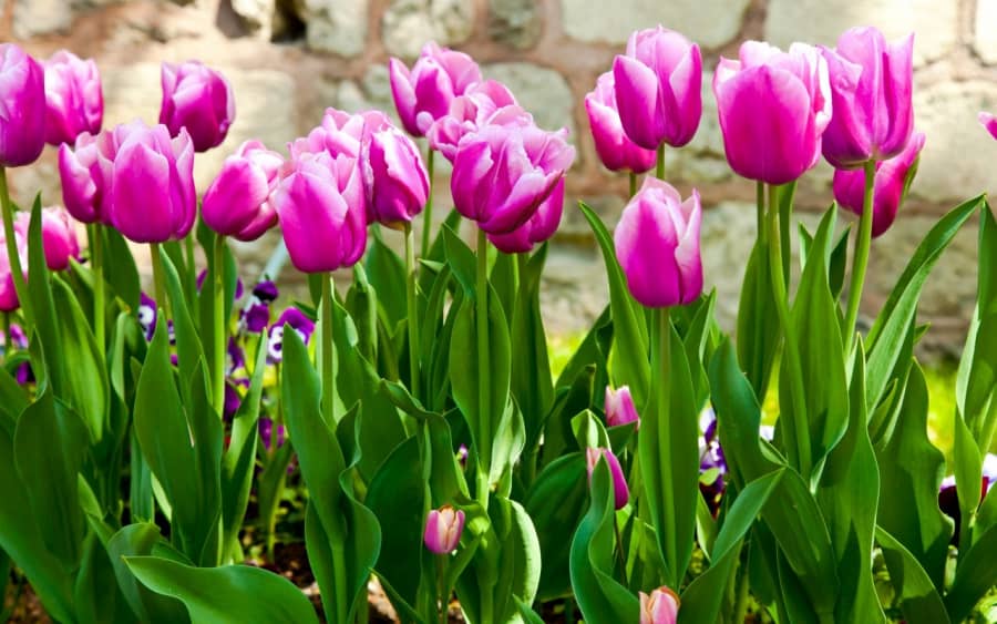 Tìm hiểu nguồn gốc hoa Tulip