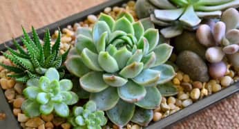 Ý nghĩa cây hoa sen đá đem đến sự may mắn