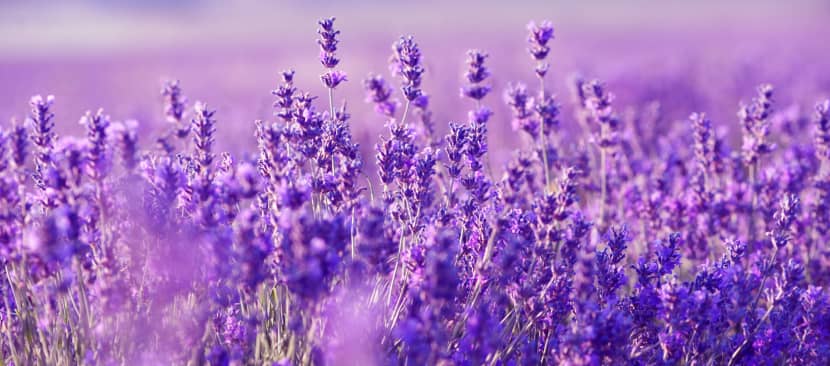 Sự tích hoa oải hương Lavender