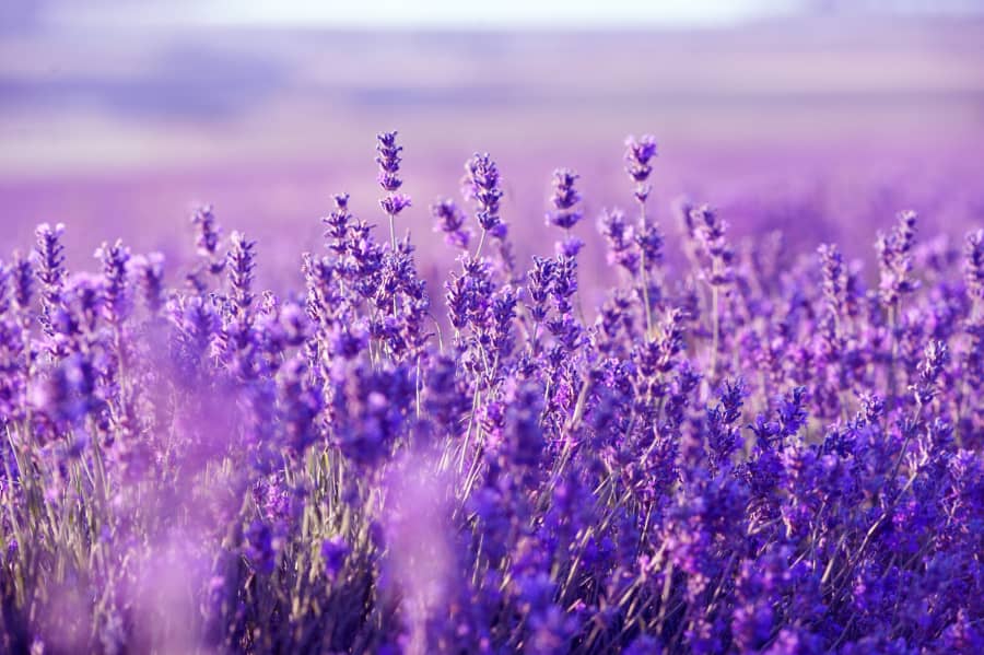 Sự tích hoa oải hương Lavender