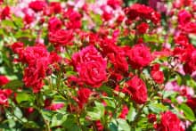 Ý nghĩa hoa hồng nữ hoàng của các loài hoa