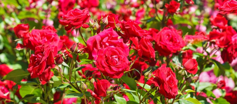 Ý nghĩa hoa hồng nữ hoàng của các loài hoa