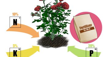 Kỹ thuật bón phân cho cây hoa cảnh