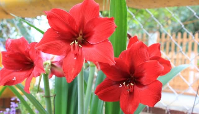 Kỹ thuật trồng hoa huệ đỏ ra hoa dịp tết
