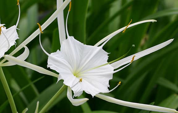 Cách trồng cây Bạch trinh biển nở hoa đẹp sáng trắng