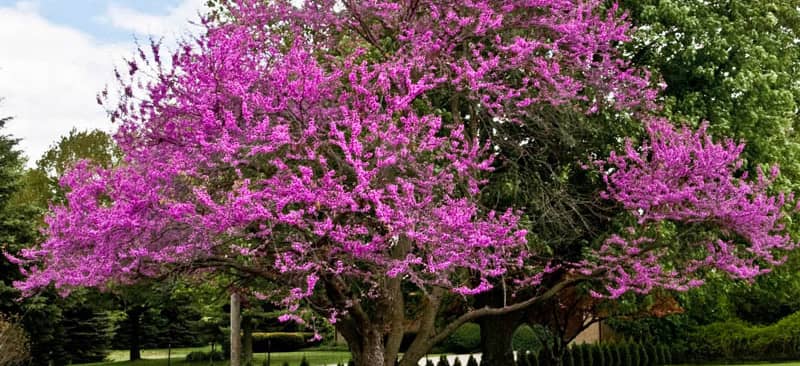 Trồng cây hạnh phúc cho vườn nhà rực rỡ sắc hoa
