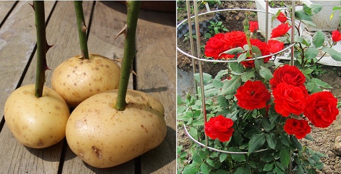 Kỹ thuật trồng hoa hồng từ củ khoai tây