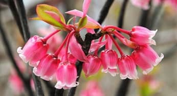 Kỹ thuật trồng hoa Đào chuông cho không gian đẹp ngây ngất