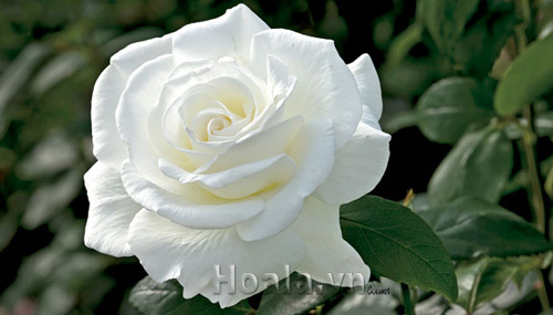 Kỹ thuật trồng hoa hồng bạch cổ đẹp tinh khiết