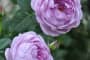 Kỹ thuật trồng cây Hoa hồng bụi Thạch lam ấn tượng