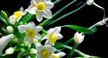 Hướng dẫn trồng hoa thủy tiên đẹp