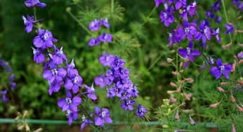 Ý nghĩa hoa violet tím thủy chung ngọt ngào