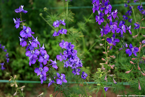 Ý nghĩa hoa violet tím