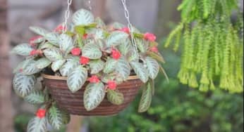 Kỹ thuật trồng cây ấm kiếm chậu treo cho không gian rực rỡ
