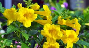 Kỹ thuật trồng cây chuông vàng giúp cải thiện không khí