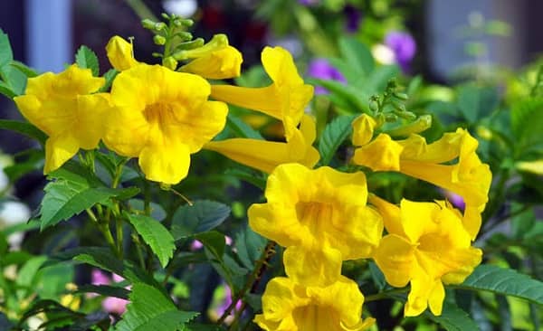 Kỹ thuật trồng cây hoa chuông vàng