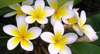 Kỹ thuật trồng cây hoa đại mang sắc xuân rực rỡ