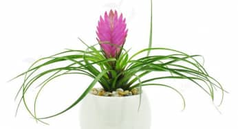 Trồng cây thẻ bài hồng mang may mắn đầy nhà