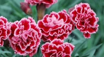 Kỹ thuật trồng hoa cẩm chướng bằng cành