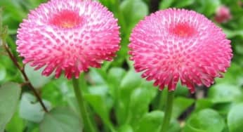 Kỹ thuật trồng hoa cúc tây cho vườn nhà rực rỡ