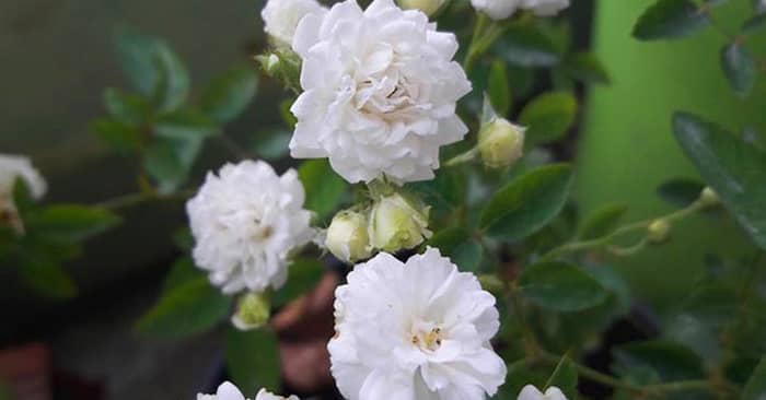 Kỹ thuật trồng hoa hồng bạch trà đẹp thuần khiết