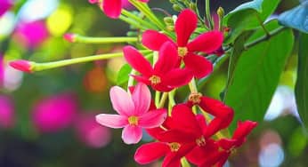 Hướng dẫn trồng hoa sử quân tử mát rượi