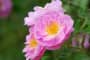 Kỹ thuật trồng hoa Tầm xuân hồng đẹp ngây ngất