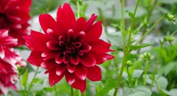 Hướng dẫn trồng hoa thược dược nở đúng tết