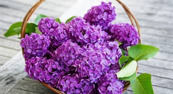 Kỹ thuật trồng hoa Tử đinh hương chữa bách bệnh