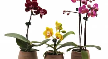 Kỹ thuật trồng lan hồ điệp trong chậu