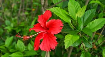 Hoa dâm bụt – Hibiskus rosa sinensis