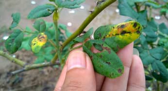 Trị bệnh đốm đen trên cây hoa hồng