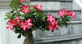 Kỹ thuật cắt tỉa cây hoa sứ cho bộ rễ đẹp