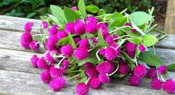 Hướng dẫn trồng hoa Cúc Bách Nhật rực rỡ sắc hương