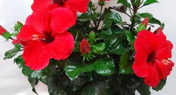 Kỹ thuật trồng hoa Dâm bụt lùn cho hoa đẹp bốn mùa