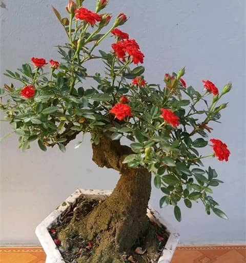 Kỹ thuật trồng hoa Hồng bonsai đẹp độc, lạ