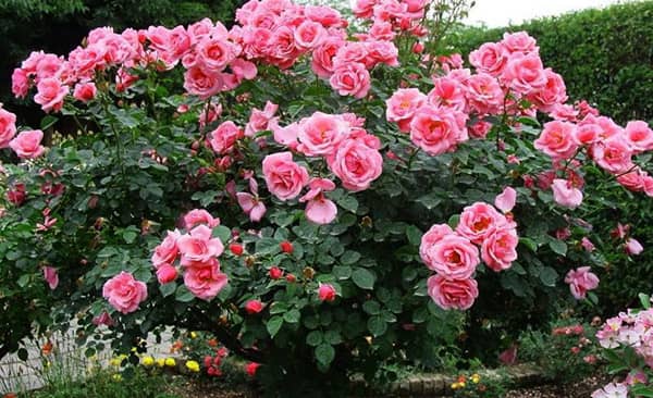 Tuyệt chiêu trồng hoa hồng cổ sapa