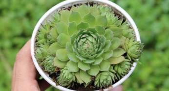 Bí quyết trồng hoa Sen đá phật bà mãi xanh tươi