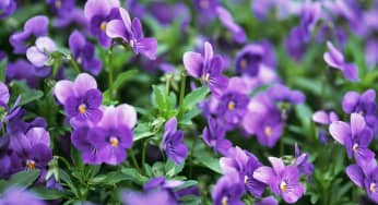 Sự tích hoa violet mang tên người con gái bạc phận