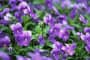 Ý nghĩa hoa violet tím