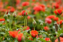 4 loại sâu bệnh hại trên cây hoa hồng và cách phòng trừ