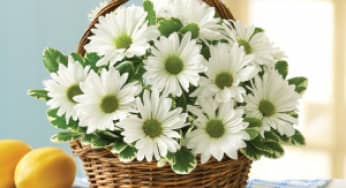 Nhân giống hoa Cúc bằng phương pháp giâm cành