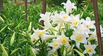 4 kỹ thuật nhân giống hoa Loa kèn