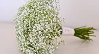 Kỹ thuật nhân giống hoa Ngàn sao