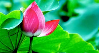 2 kỹ thuật nhân giống hoa sen hiệu quả