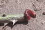Sâu đục thân gây hại trên cây hoa hồng