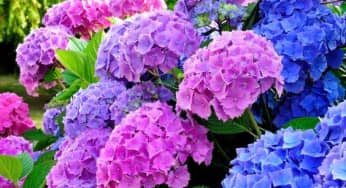 Ý nghĩa hoa cẩm tú cầu biểu tượng sự thay đổi trong tình yêu