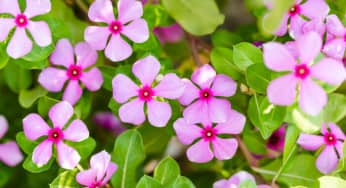Ý nghĩa hoa dừa cạn mang lại nhiều may mắn cho cuộc sống